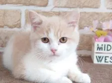 スコティッシュフォールド(立ち耳)【東京都・男の子・2021年11月26日・クリーム&ホワイト】の写真4