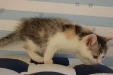 スコティッシュフォールド(立ち耳)【東京都・女の子・2017年11月14日・ブラウンタビー&ホワイト】の写真5