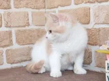 スコティッシュフォールド(立ち耳)【東京都・男の子・2021年11月26日・クリーム&ホワイト】の写真5