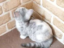 マンチカン(短足)【東京都・女の子・2022年2月3日・ダイリュートキャリコ】の写真5