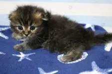 スコティッシュフォールド(折れ耳)【東京都・女の子・2017年9月10日・ブラウンタビー】の写真5