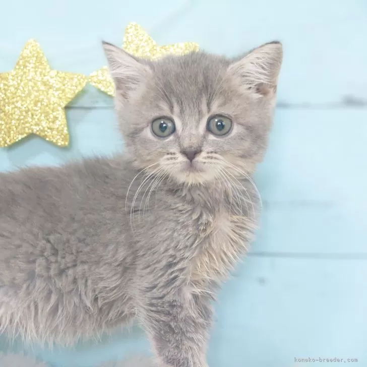 ID:2412-02384の子猫