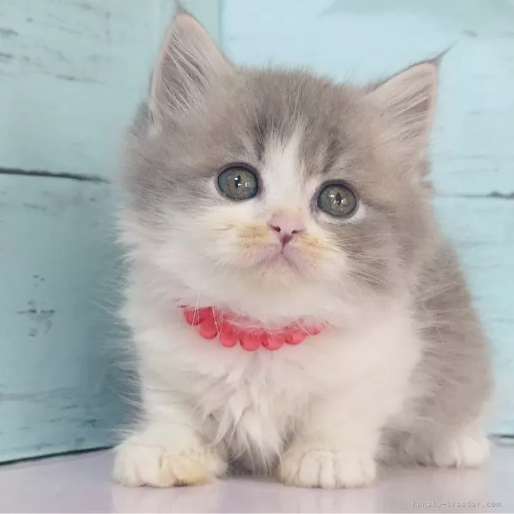 ID:2509-00694の子猫