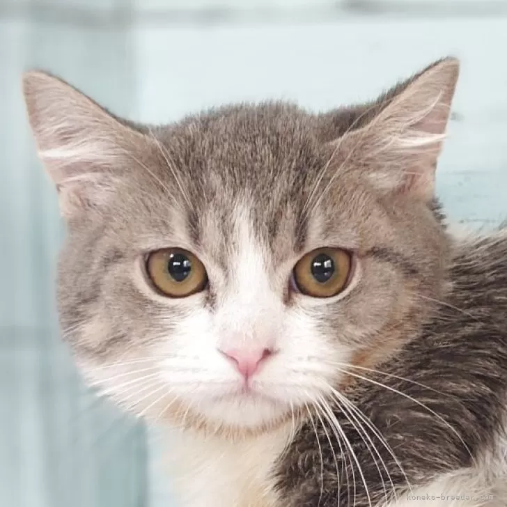 ID：2503-02956の子猫