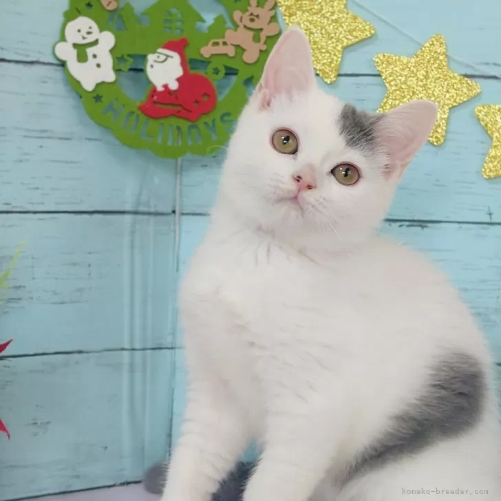 ID：2509-02635の子猫