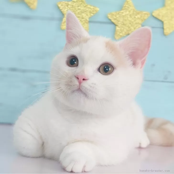 ID:2503-00531の子猫