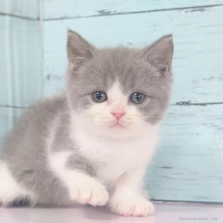 S.A 様のお迎えした子猫