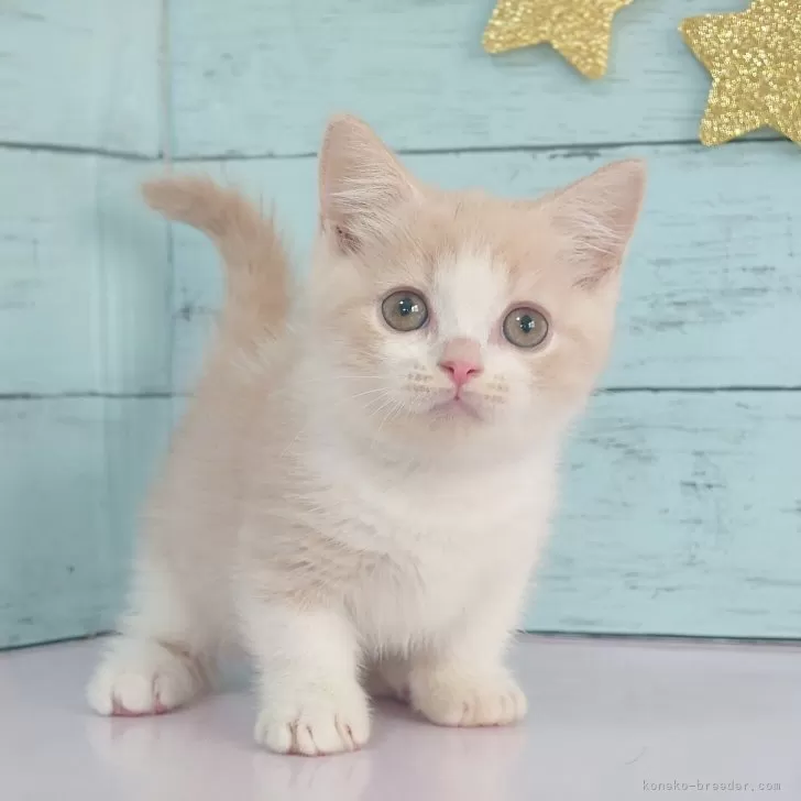 ID：2509-00686の子猫