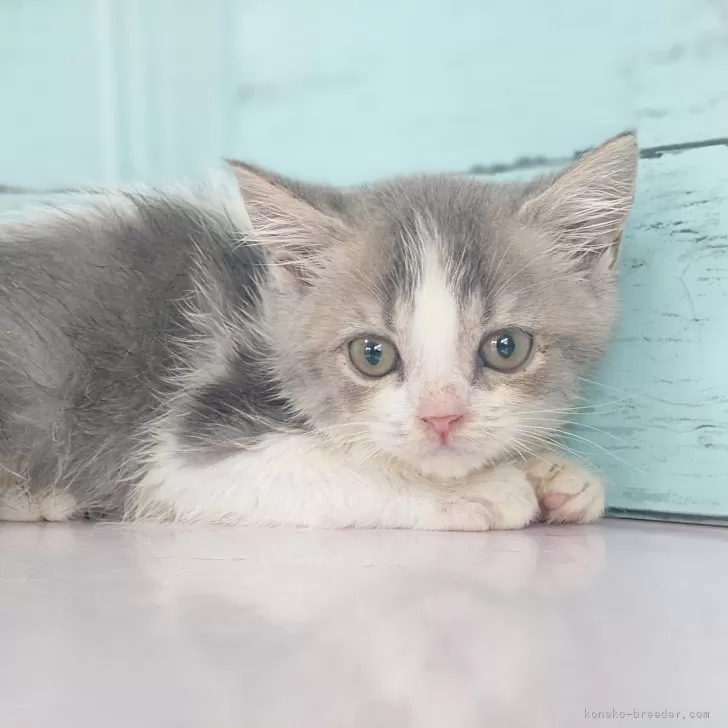 ID：2502-01395の子猫