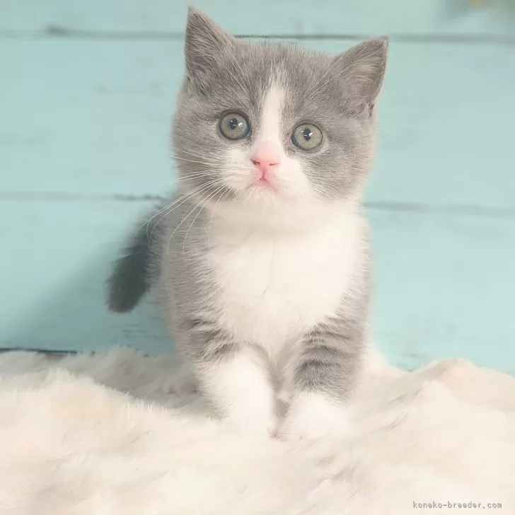 S.H 様のお迎えした子猫