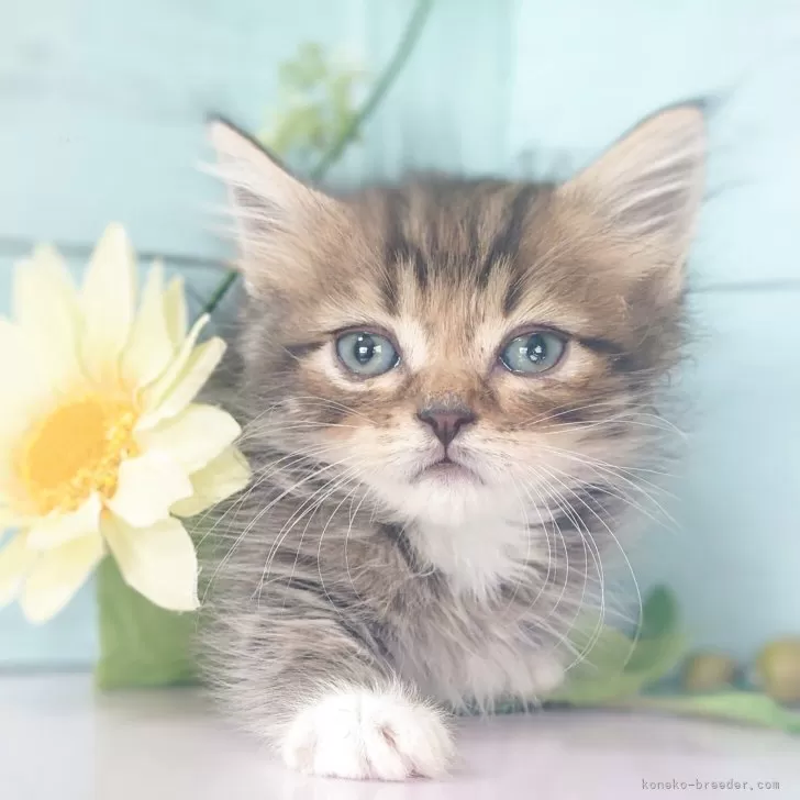 ID：2506-03461の子猫