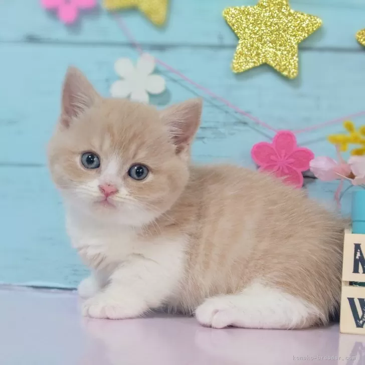 ID:2503-00505の子猫