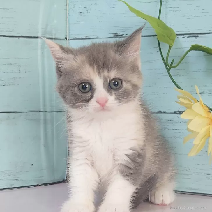 マンチカン(長足)【東京都・女の子・2025年7月18日・ダイリュートキャリコ】の写真1