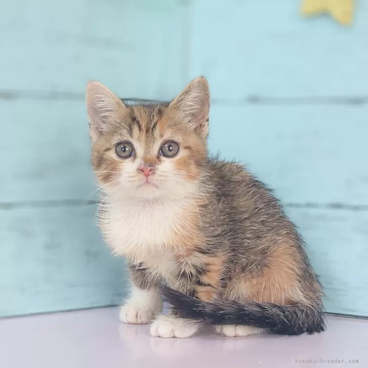 nob 様のお迎えした子猫