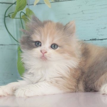 マンチカン(長足)【東京都・女の子・2025年8月2日・ダイリュートキャリコ】の写真「足長の可愛い女の子です💕」