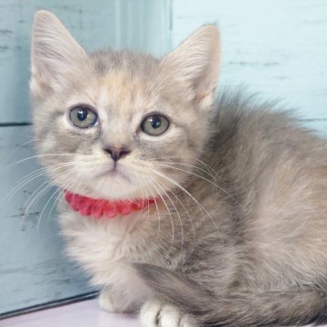 マンチカン(短足)【東京都・女の子・2025年10月16日・ブルークリーム】の写真「短足丸顔の女の子です💕」