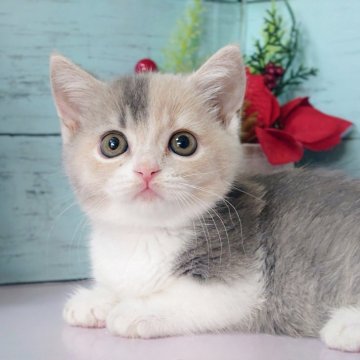 マンチカン(短足)【東京都・女の子・2025年9月24日・ダイリュートキャリコ】の写真「短足の可愛い女の子です🩷」