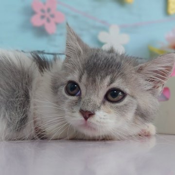 マンチカン(短足)【東京都・男の子・2024年11月29日・ブルータビー&ホワイト】の写真「大人しい男の子です💕可愛らしい顔立ちです💕」