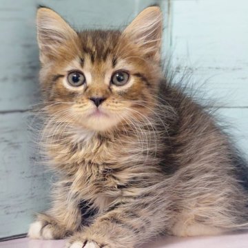 マンチカン(長足)【東京都・男の子・2025年10月16日・ブラウンタビー】の写真「足長の男の子です💕」