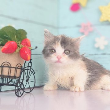 マンチカン【東京都・男の子・2025年1月25日・ダイリュート】の写真「可愛らしい丸顔短足の女の子です💕」