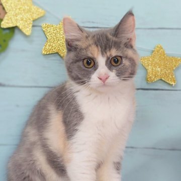 マンチカン(長足)【東京都・女の子・2025年7月18日・ダイリュートキャリコ】の写真「💕とても人懐こい女の子です💕」