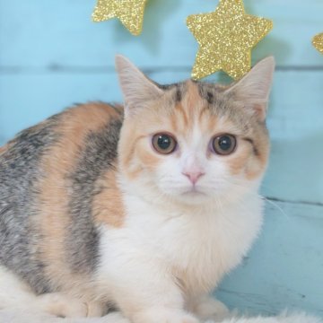 マンチカン【東京都・女の子・2024年8月12日・キャリコ（ショート）】の写真「人懐こい女の子です💕キレイなお顔です💕」