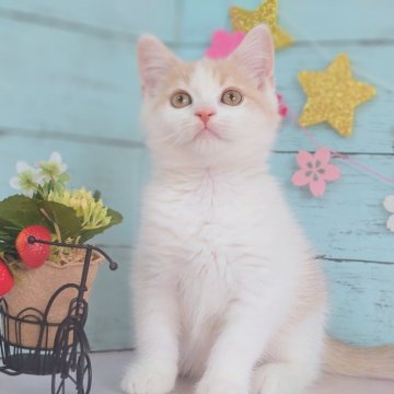 マンチカン(長足)【東京都・男の子・2024年12月15日・クリームタビー&ホワイト】の写真「💕可愛らしい男の子です💕」