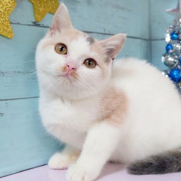スコティッシュフォールド(立ち耳)【東京都・女の子・2025年7月22日・ダイリュートキャリコ】の写真「💕丸顔の可愛い女の子です💕」