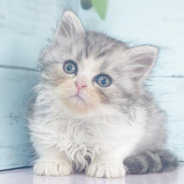 ミヌエット(長足)【東京都・男の子・2025年5月31日・シルバータビー】の写真「可愛らしい男の子です💕」