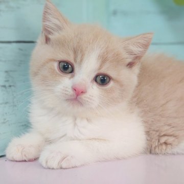 マンチカン(長足)【東京都・男の子・2025年7月15日・クリームタビー&ホワイト】の写真「足長の可愛い男の子です💕」