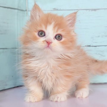 マンチカン(短足)【東京都・男の子・2025年10月19日・レッドタビー&ホワイト】の写真「💕短足丸顔の可愛い男の子です💕」