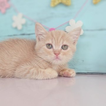 マンチカン(長足)【東京都・男の子・2025年1月24日・クリームタビー】の写真「💕可愛らしい足長の男の子です💕」