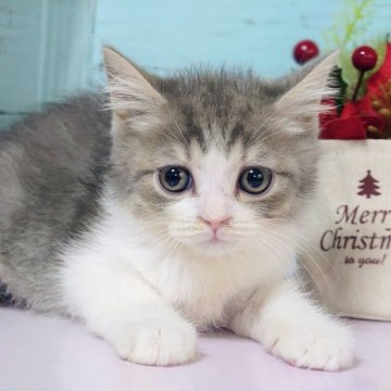 マンチカン(長足)【東京都・男の子・2025年10月16日・ブルータビー&ホワイト】の写真「足長の男の子です💕」