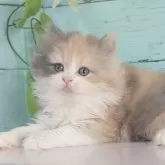 マンチカン(長足)