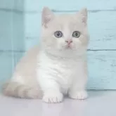 マンチカン(短足)