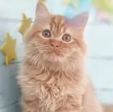 マンチカン(長足)