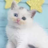 ミヌエット(長足)
