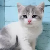 マンチカン(長足)