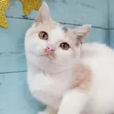 スコティッシュフォールド(立ち耳)