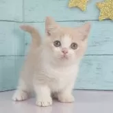 マンチカン(短足)