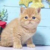 マンチカン(長足)