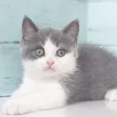 ブリティッシュショートヘア