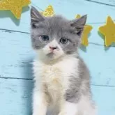 マンチカン(長足)