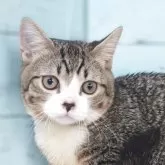 マンチカン(短足)