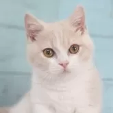 マンチカン(短足)