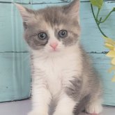 マンチカン(長足)