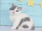 スコティッシュフォールド(立ち耳)【東京都・男の子・2024年12月3日・ブルー&ホワイト】の写真2