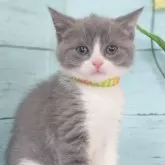 マンチカン(長足)【東京都・男の子・2025年7月18日・ブルータビー&ホワイト】の写真2