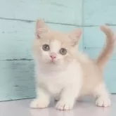 マンチカン(短足)【東京都・男の子・2025年7月25日・クリームタビー&ホワイト】の写真3