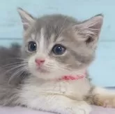 マンチカン(長足)【東京都・男の子・2025年6月10日・ブルータビー&ホワイト】の写真5